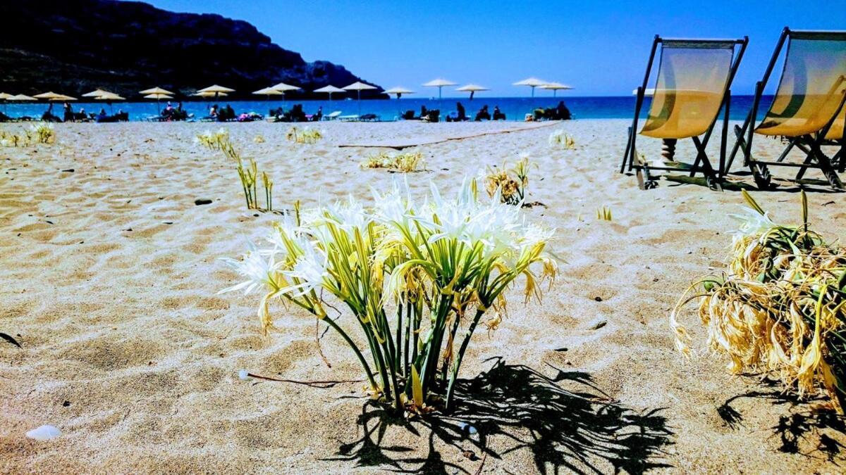 Annamaria Sea Side View Studio- 25M From The Beac Plakias Dış mekan fotoğraf